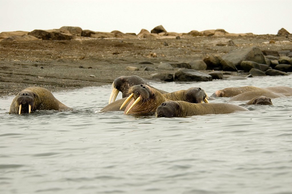 2507 hvalros21.jpg - Walrus (Odobenus rosmarus) Hvalros, Spitsbergen Norway July 2008